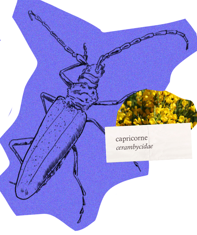 Capricorne 3