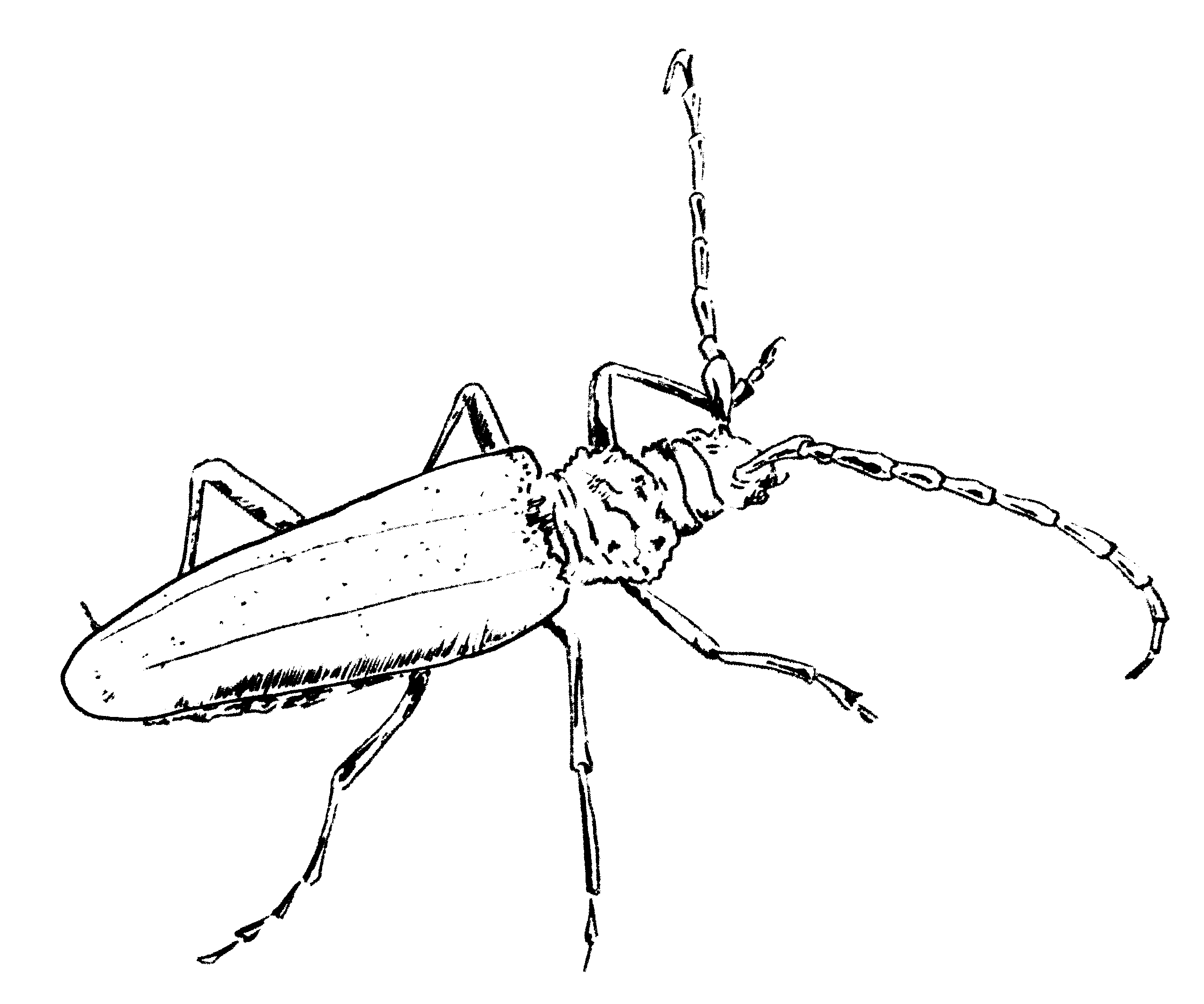 Capricorne détouré