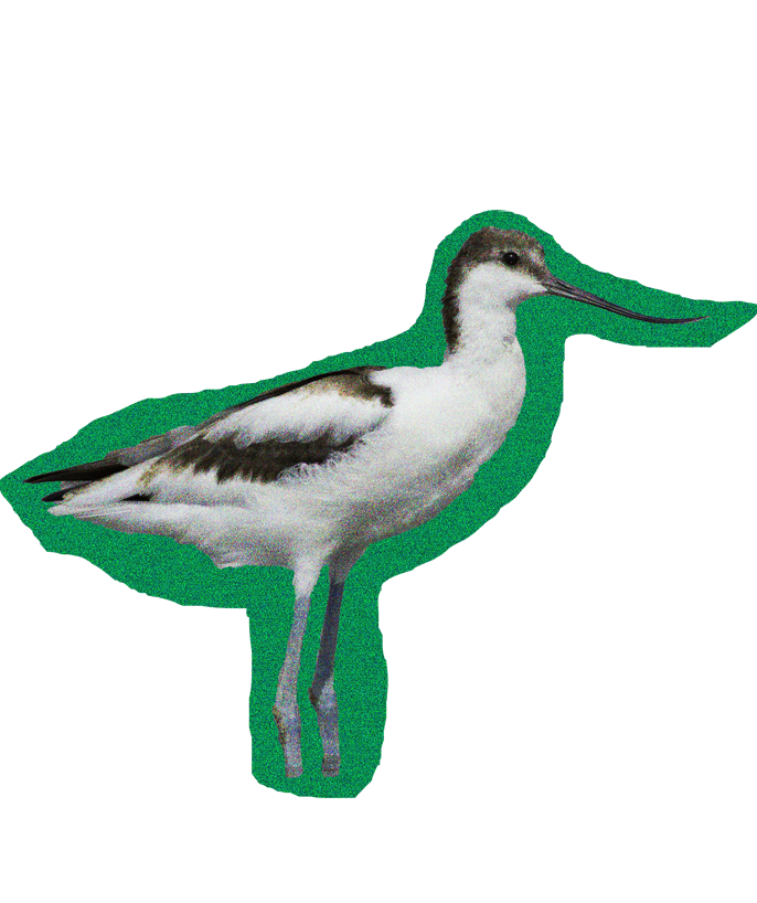 avocette élégante