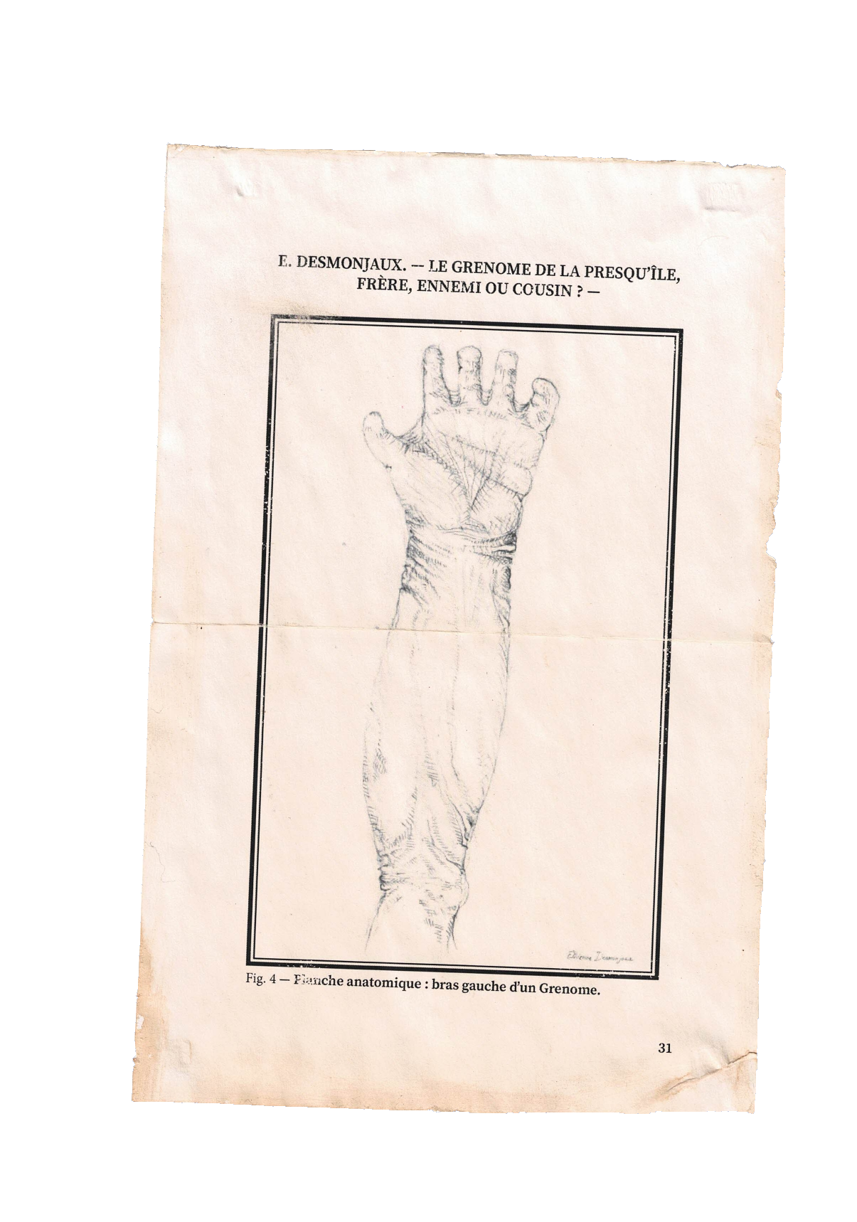  Croquis d’une patte de grenome adulte par Etienne Desmonjeaux (Gazette de zoologie, mai 1939)